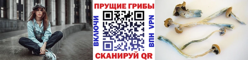 Галлюциногенные грибы Magic Shrooms  купить наркоту  Прохладный 